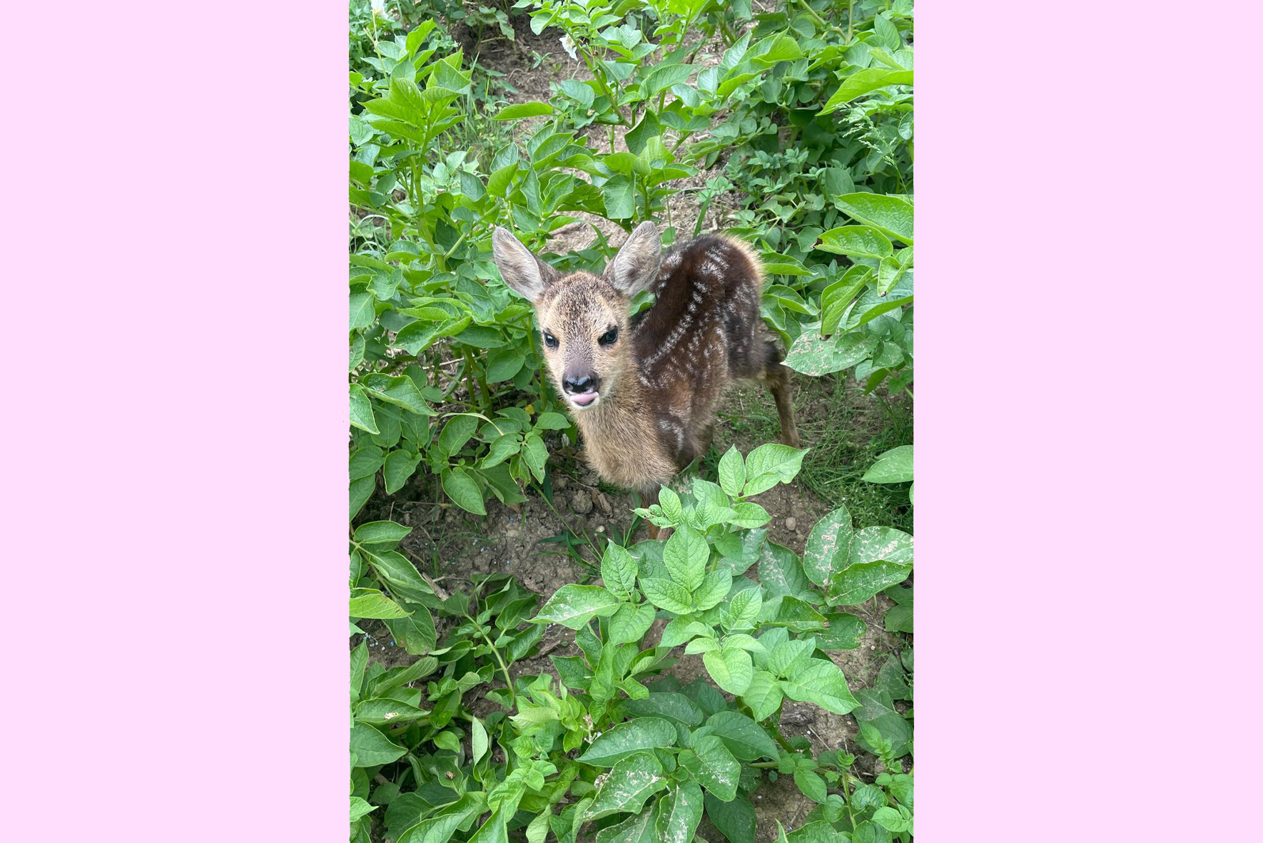 capriolo